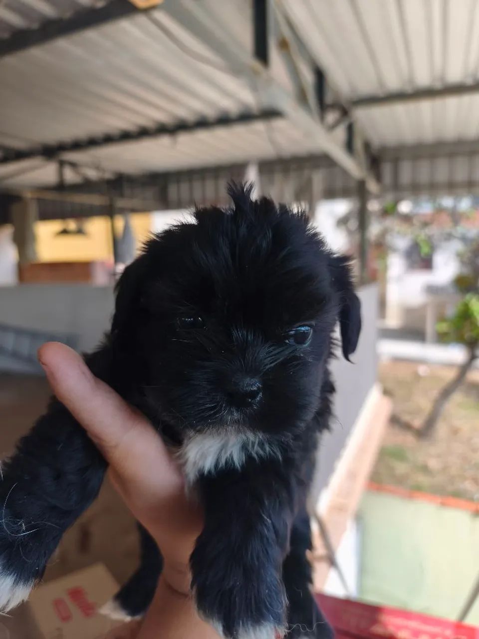 Lindos filhotes de Shihtzu  - Foto 2