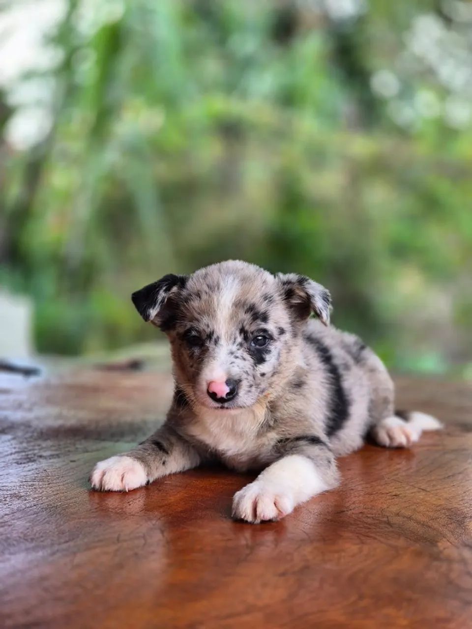 SEMPRE SONHOU EM TER UM BORDER COLLIE? ESSA É A SUA OPORTUNIDADE!