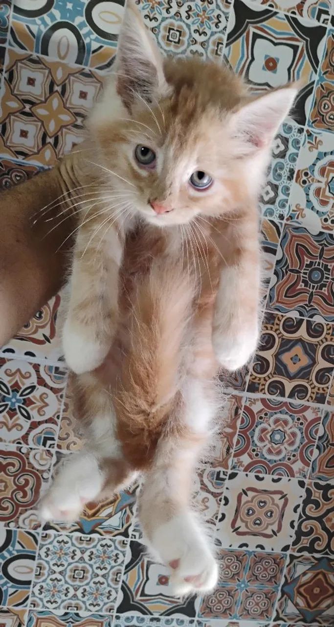 Filhotes de Maine Coon - Foto 3