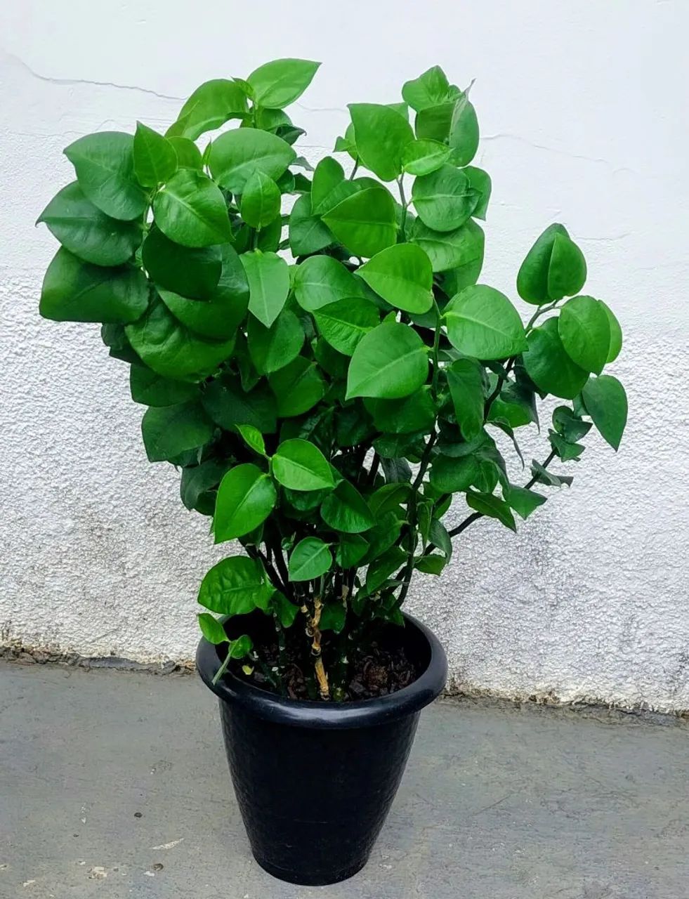 Vendo - Foto 4