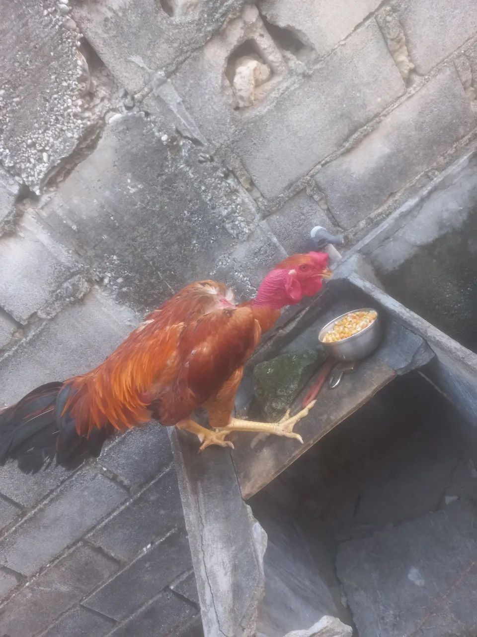 2 galos para vende  - Foto 2