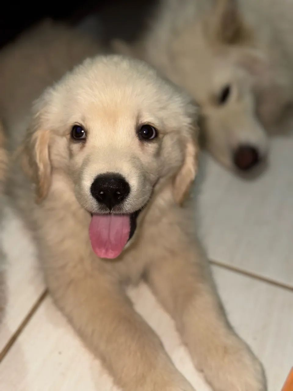 Golden Retriever  - Foto 4