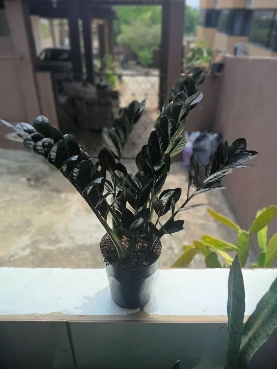 Zamioculca black