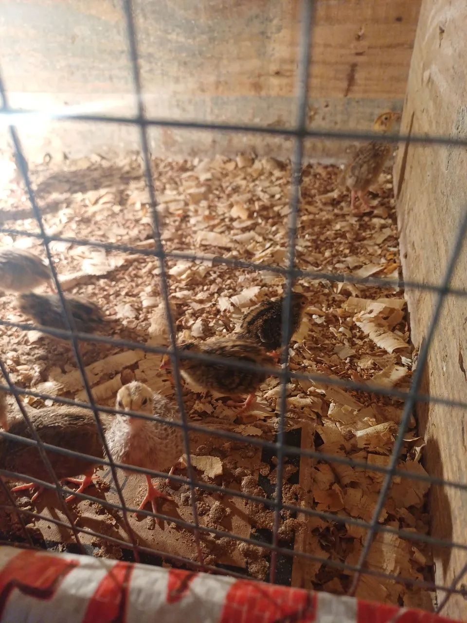 Codornas - Foto 2
