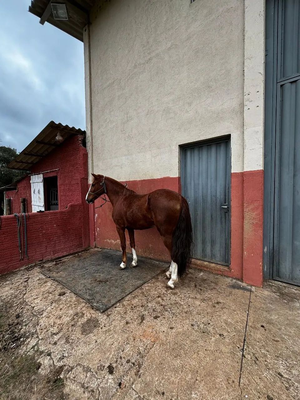 Cavalo  - Foto 3