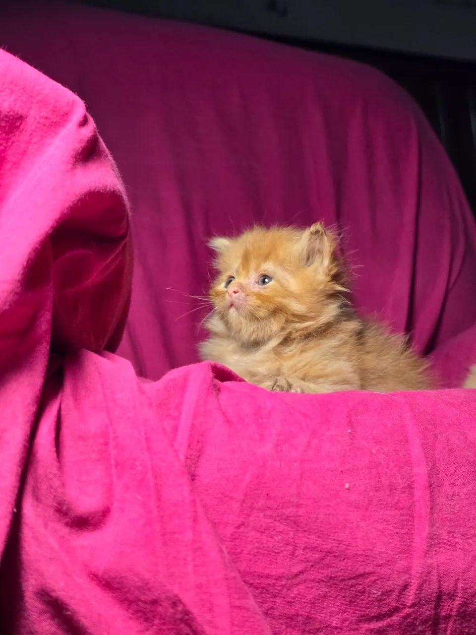 Gato Persa disponíveis, Canil e Gatil Legalizado para venda de cães e gato em Teresina-PI  - Foto 4