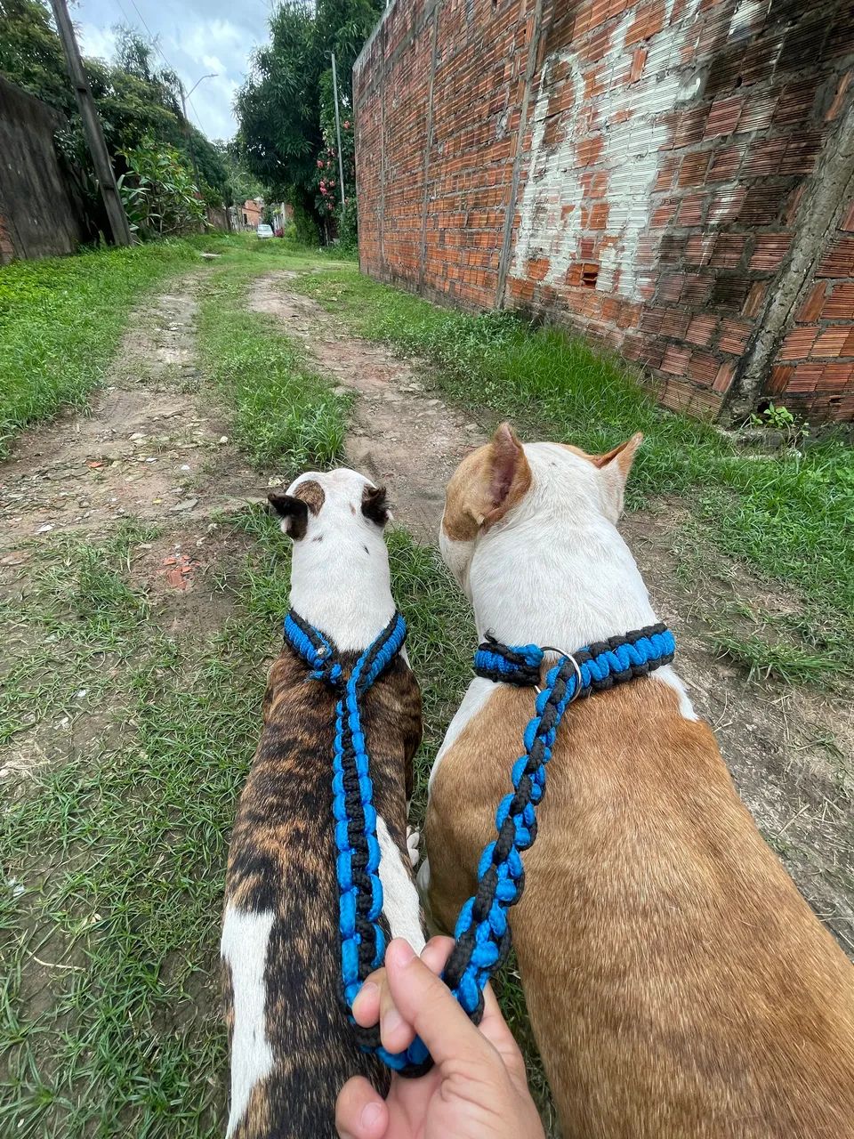 Pitbull Monster - Foto 5