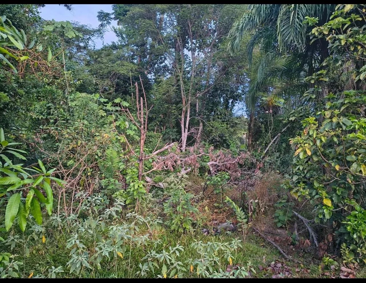 Chácara km 22/Sentido Jaci Paraná  - Foto 3