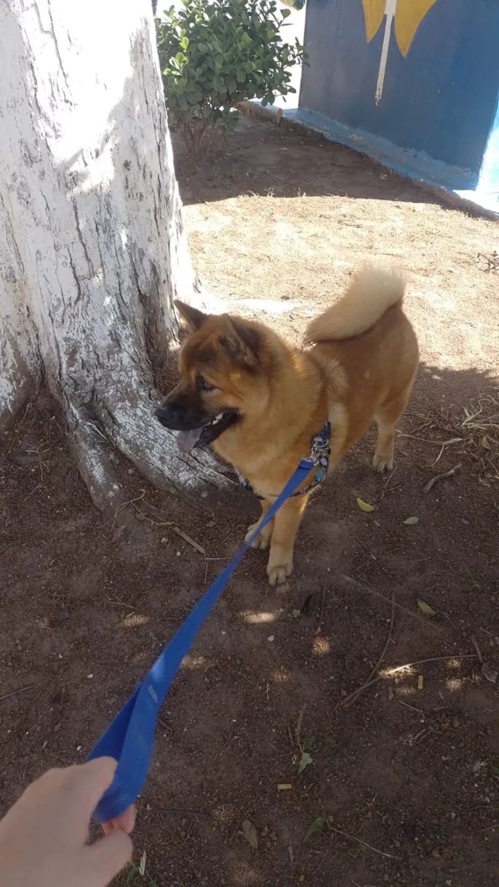 Chow Chow  - Foto 3
