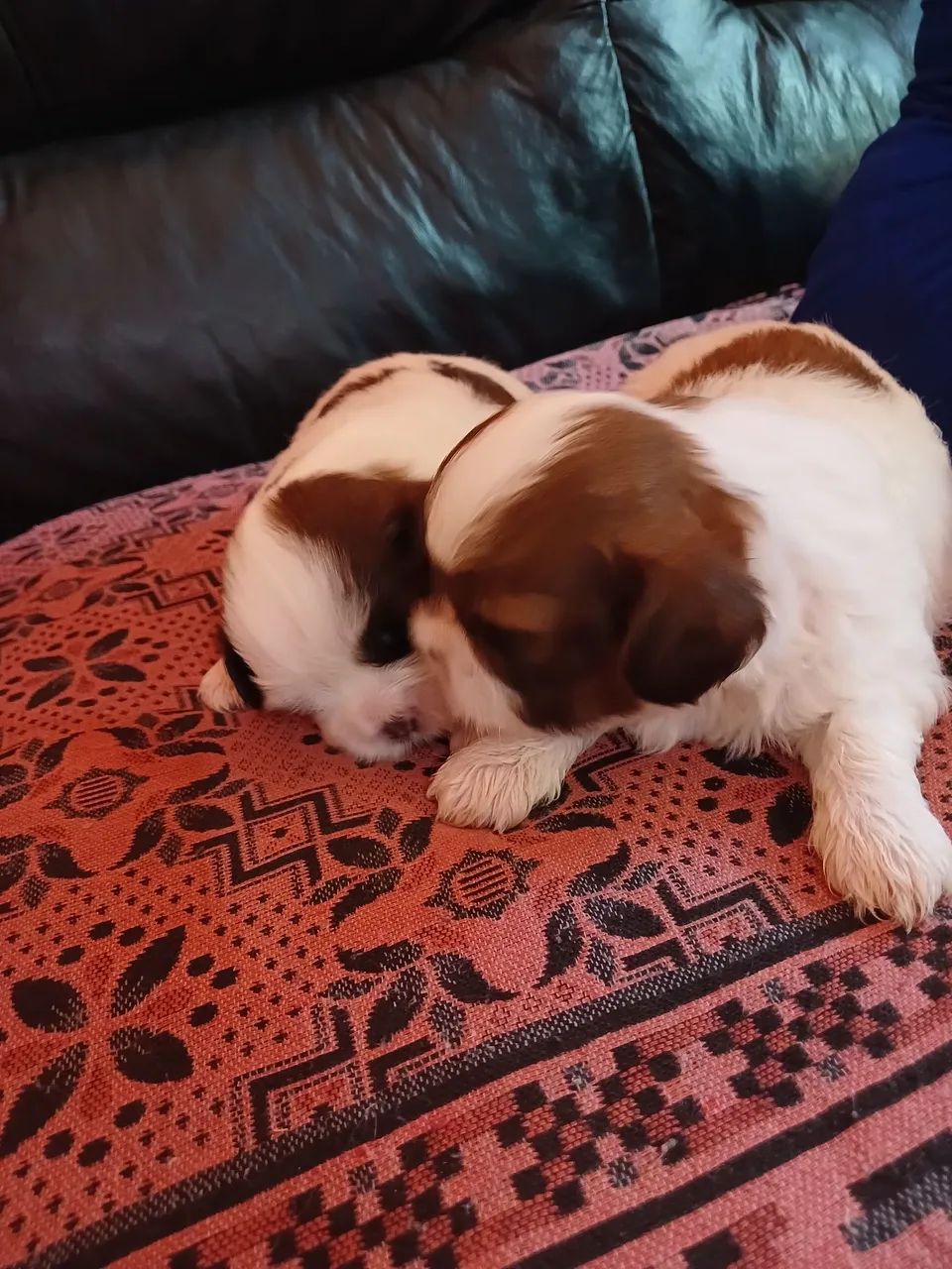 Shih Tzu - Foto 2