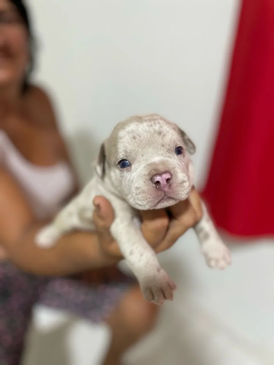 FILHOTES AMERICAN BULLY - Foto 4