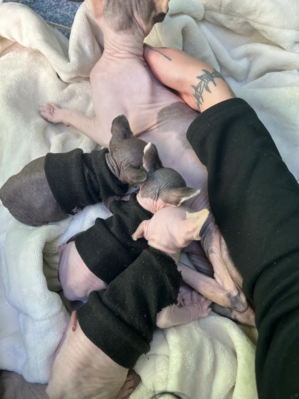 Gatos sem pelo (Sphynx) - Foto 4