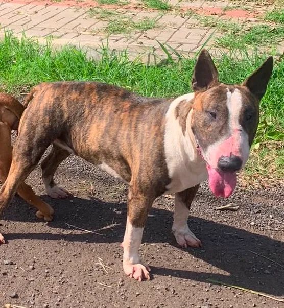 Filhotes de cães bandogs  - Foto 2