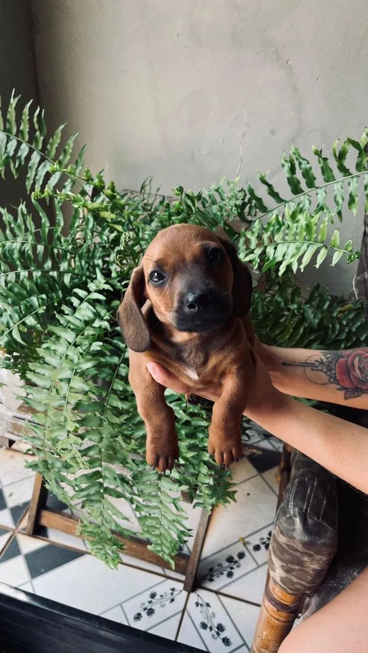 Filhotes dachshund macho - Foto 4
