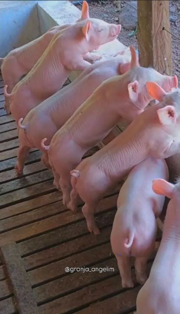 PORCO pietran - Foto 4