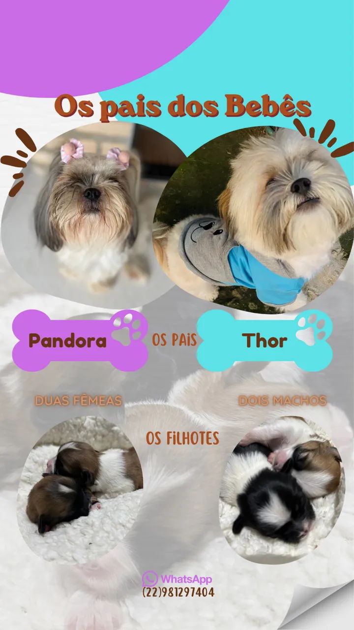 Cachorro 