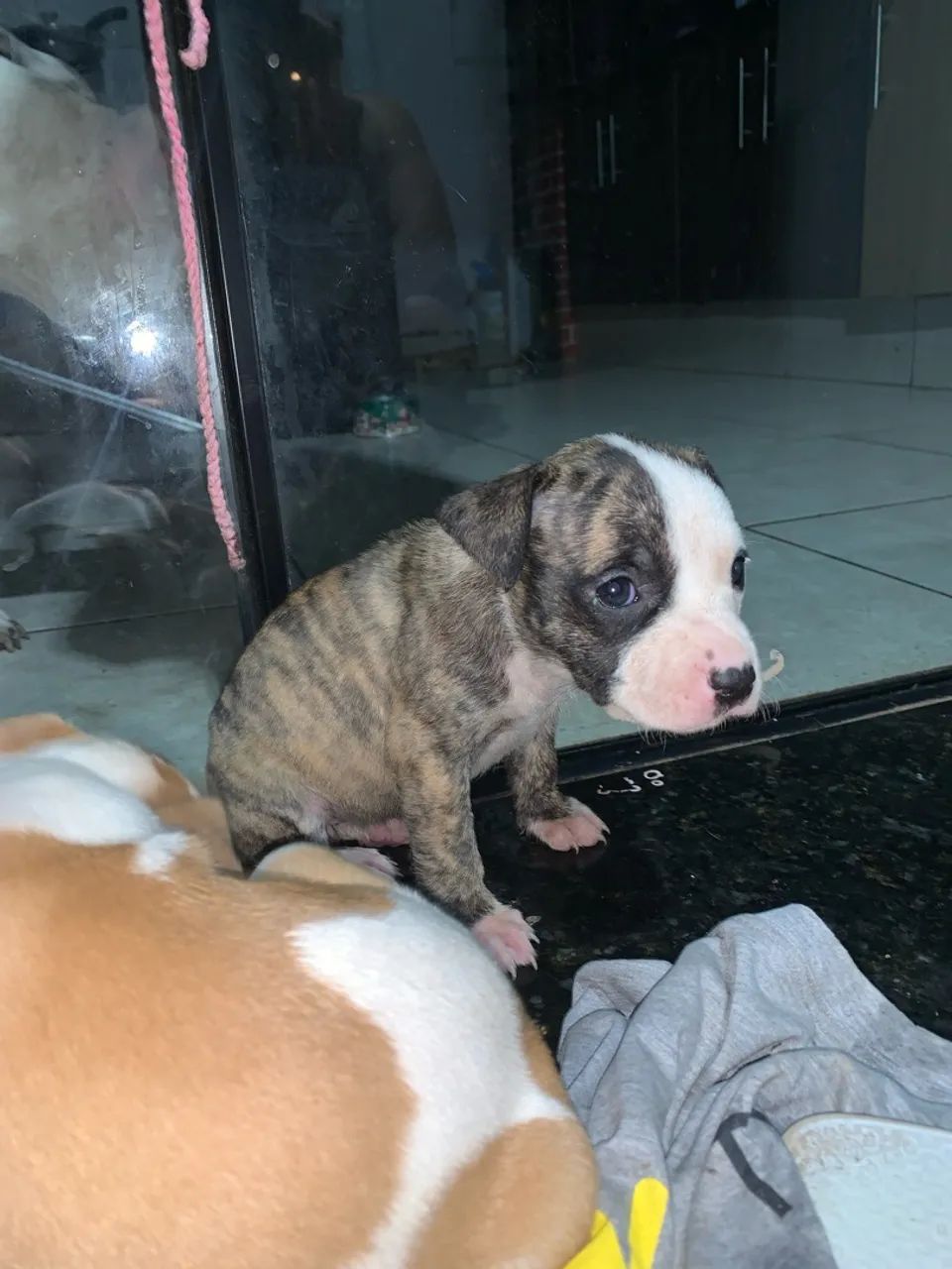 Pitbull rajada - Foto 3