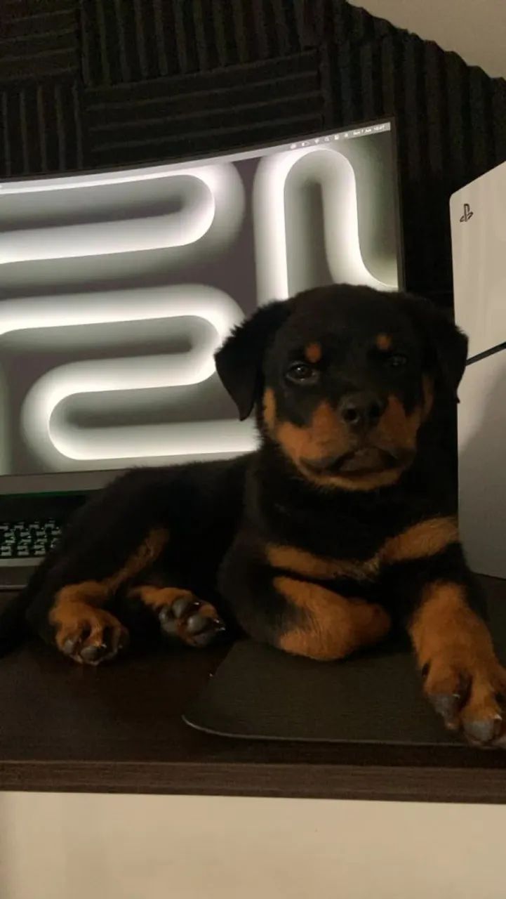 Rottweiler O mais disputado da quermesse
