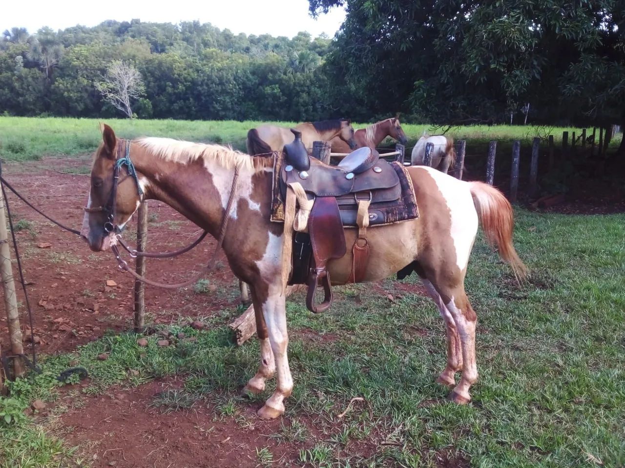 Cavalo de serviço  - Foto 2