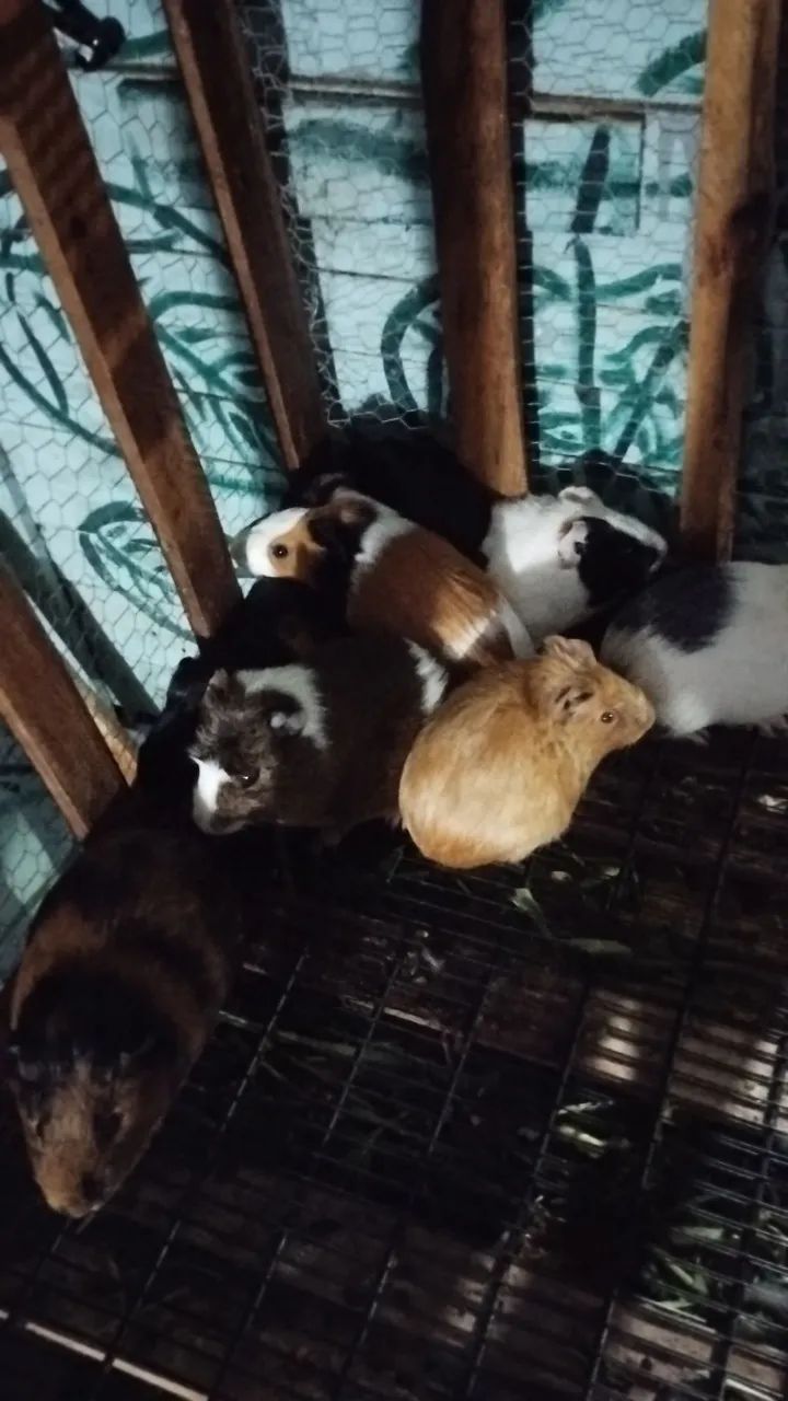 Porquinhos da índia a venda - Foto 2