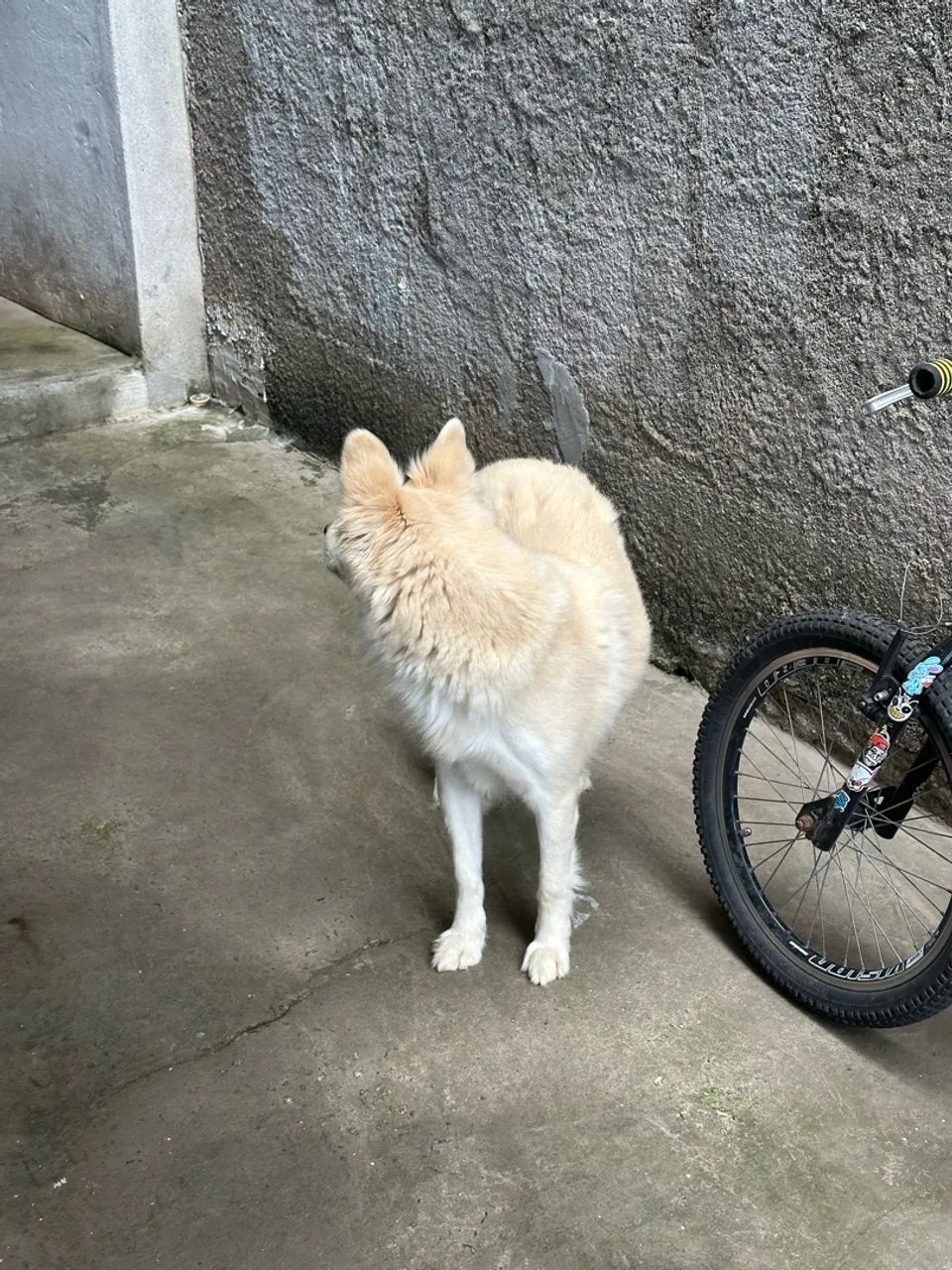 Cachorro - Foto 2