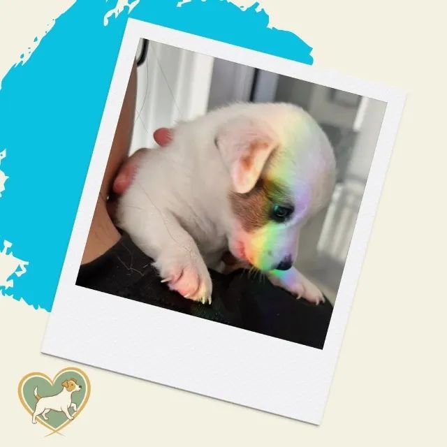 jack x chihuahua  - Foto 5