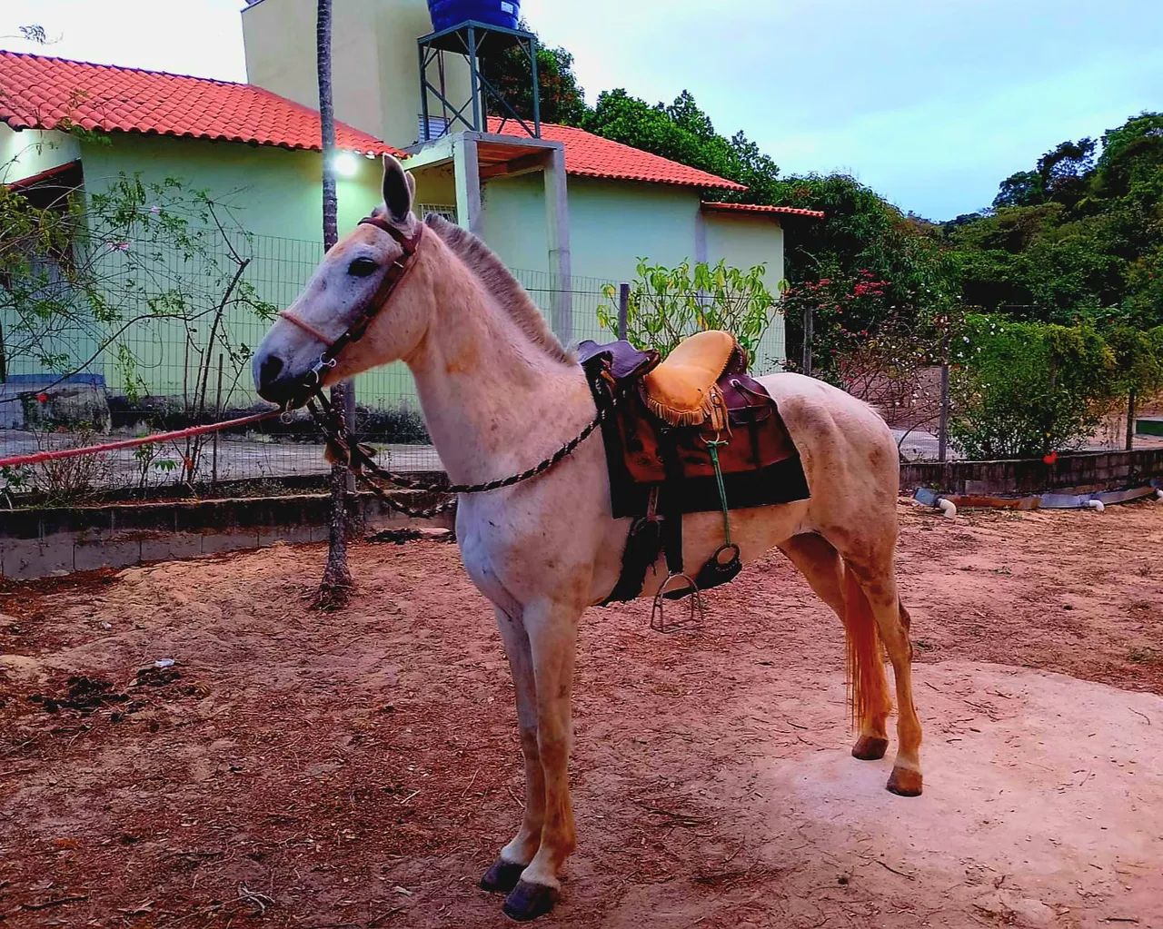 Vendece egua mangalarga Paulista 
