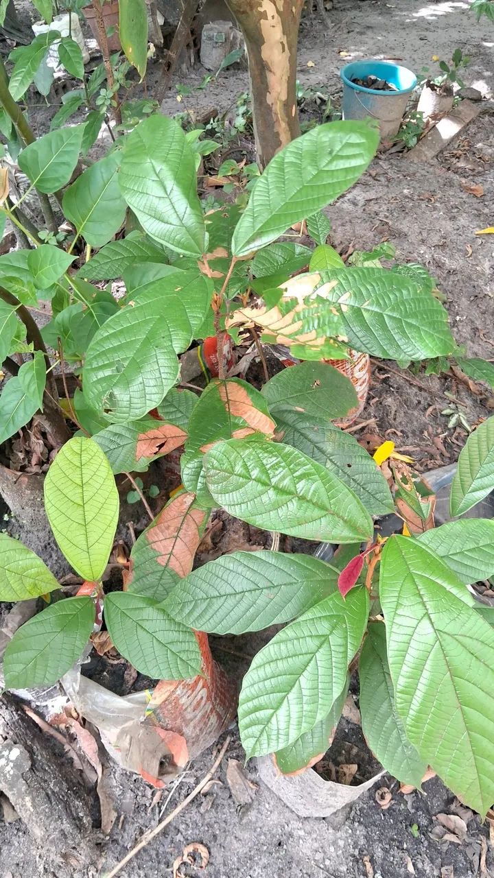 Frutíferas ? - Foto 5