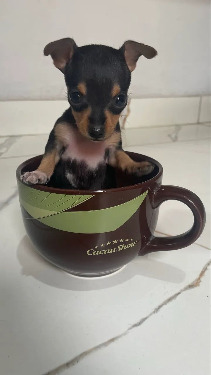 Pinscher macho N?1 - Foto 4