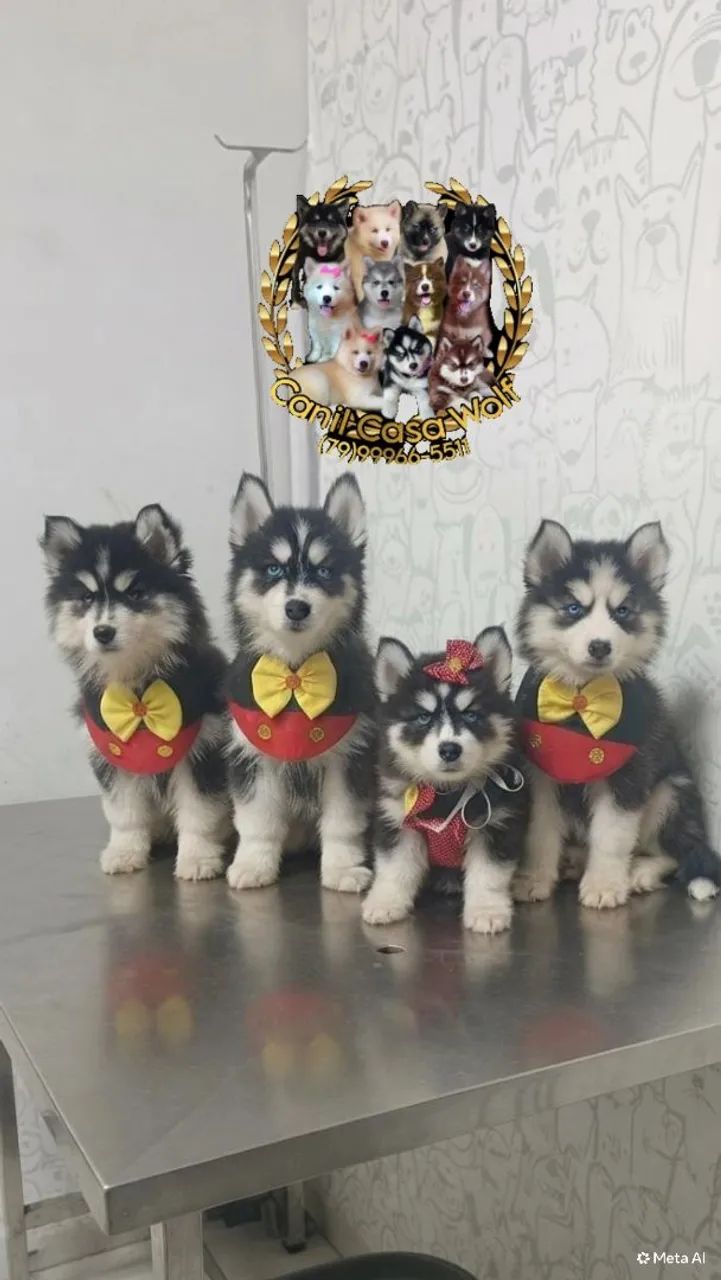 Husky siberiano macho Wolly com pedigree 