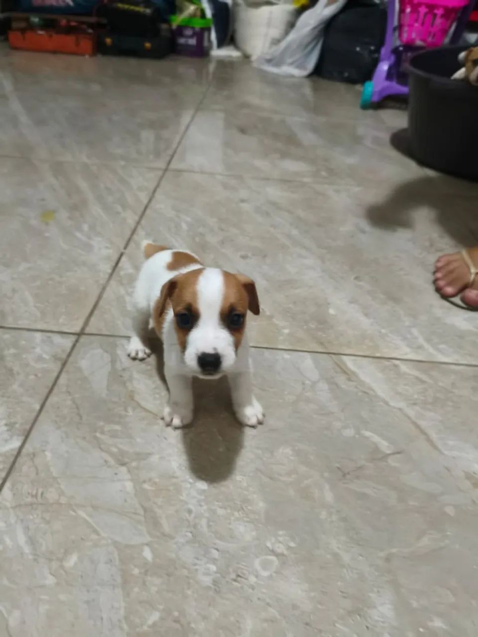 Filhotes de Jack Russell 