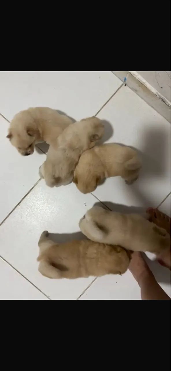 Cachorro chow chow pra vender  - Foto 3