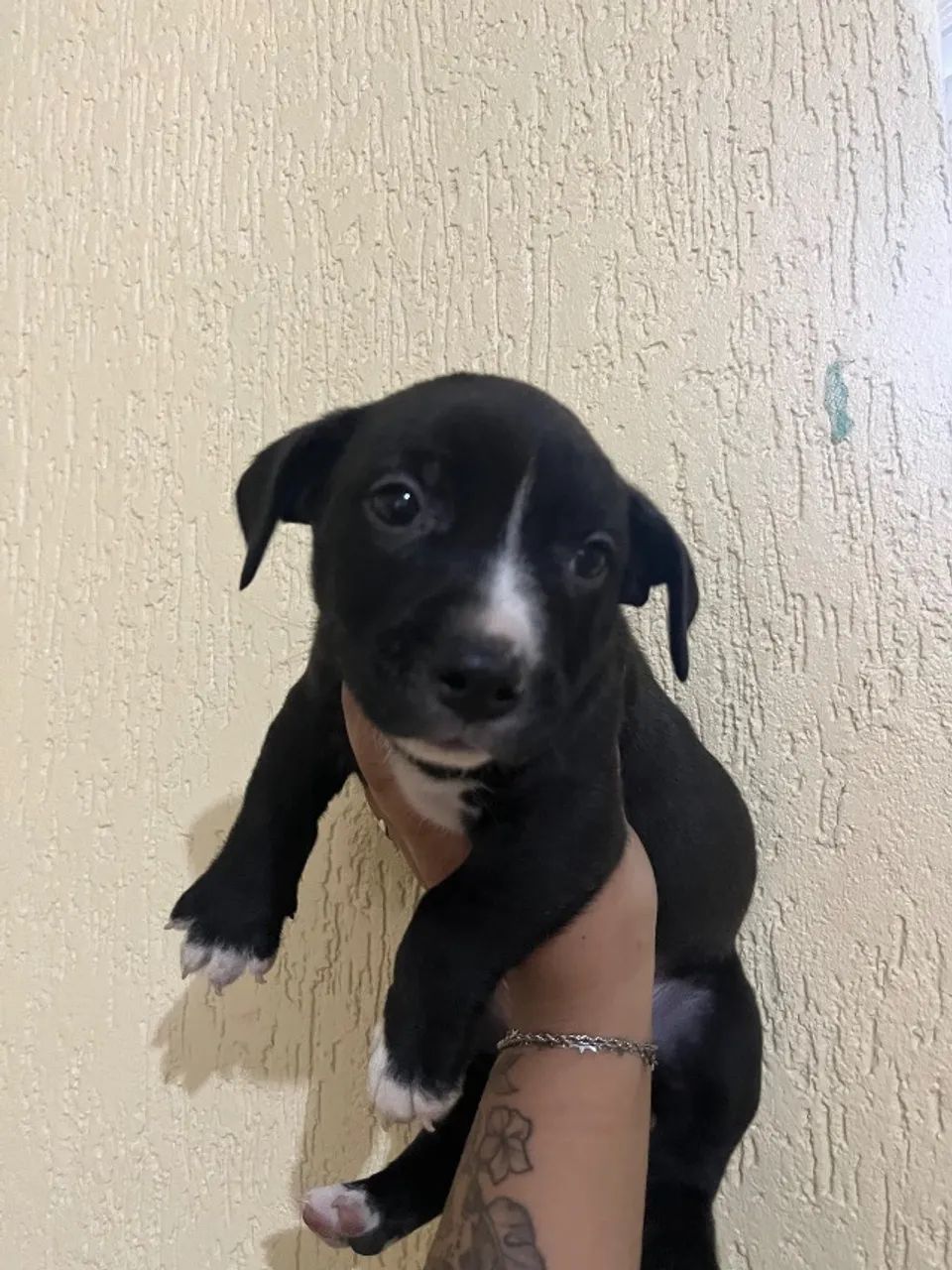 Filhotes de pitbull  - Foto 4