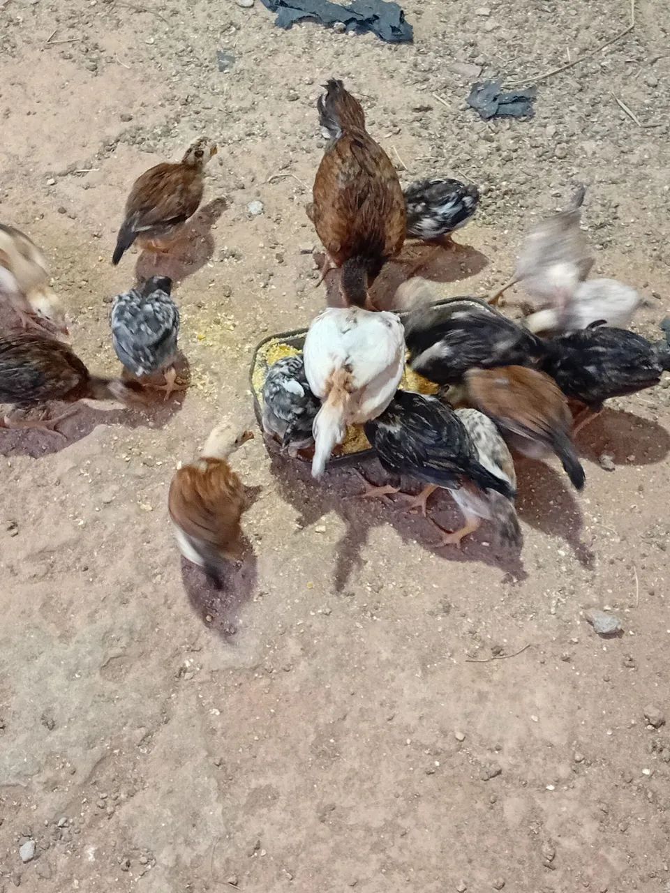 Galinhas e pintos