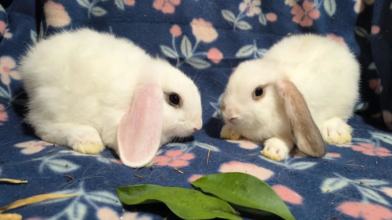Coelhos mini lop  - Foto 2