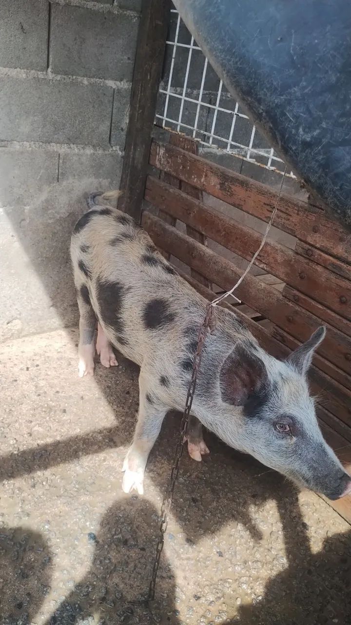Porco capado  - Foto 2