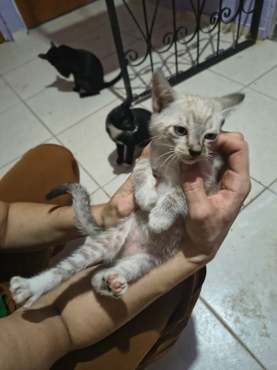 ADOÇÃO RESPONSÁVEL  - Foto 3