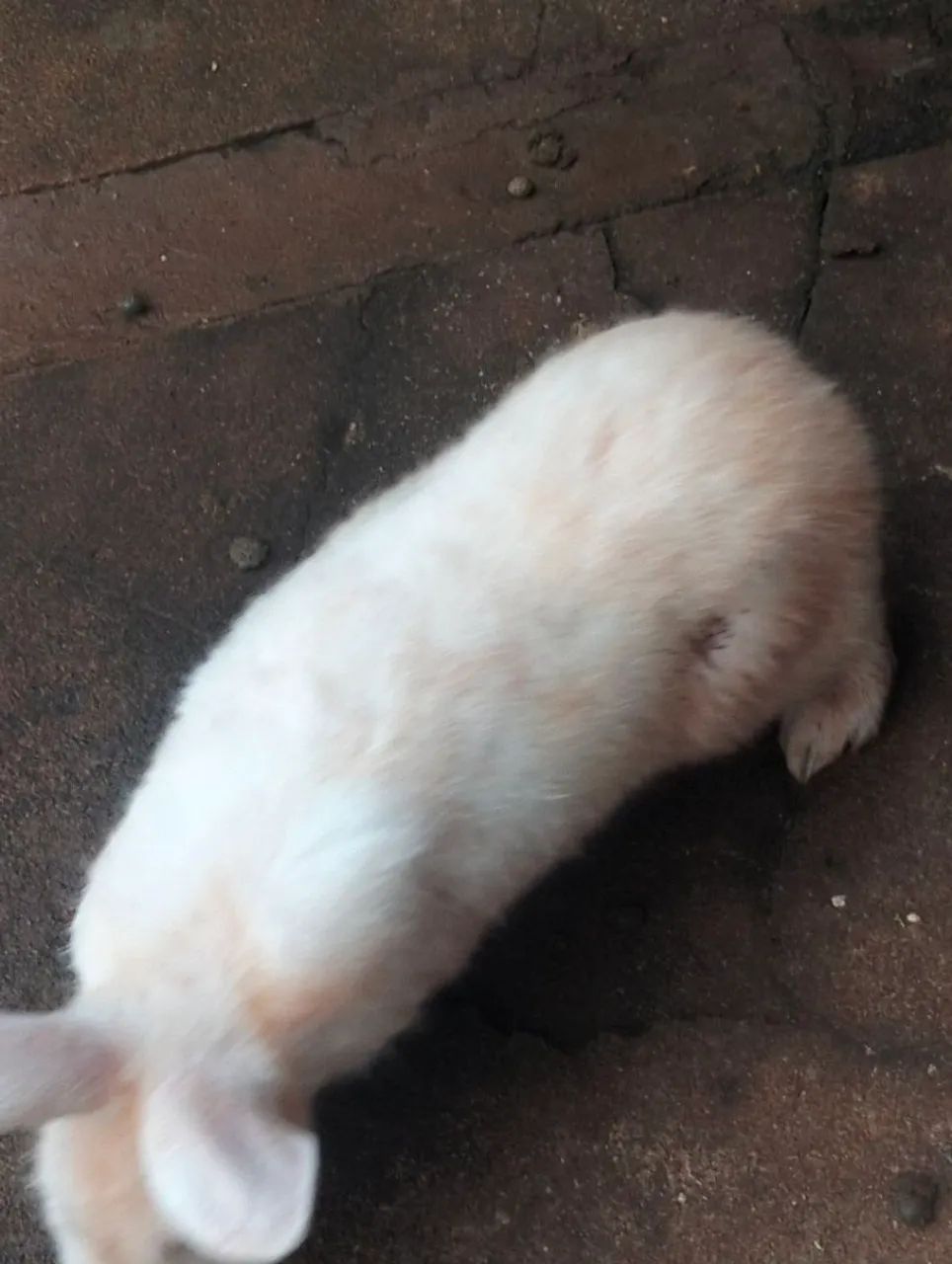 Vende se coelhos  - Foto 3