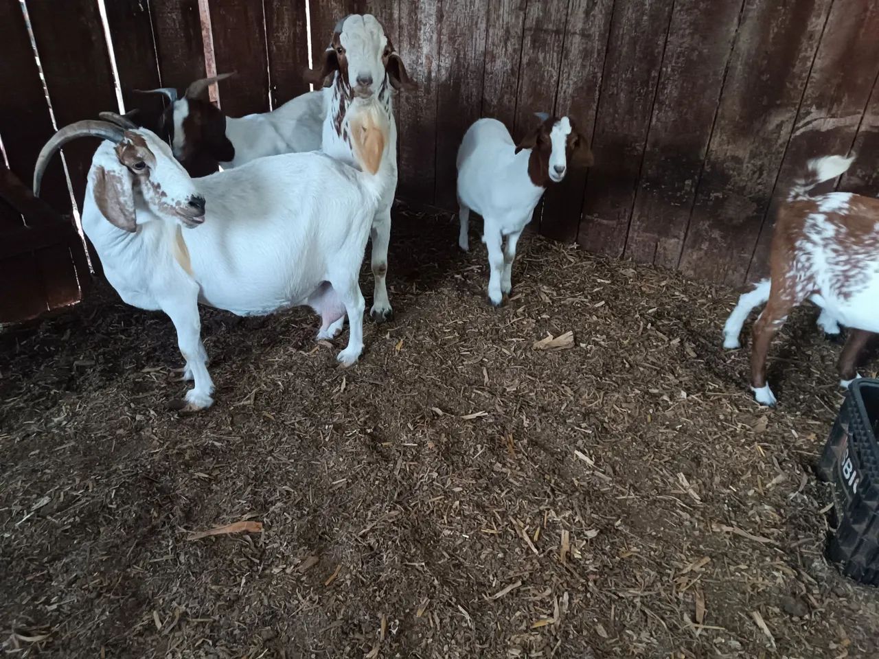 Cabras  - Foto 2