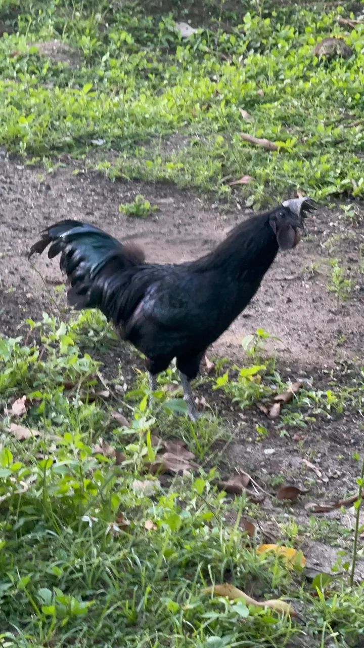 Ayam Cemani macho - Foto 2