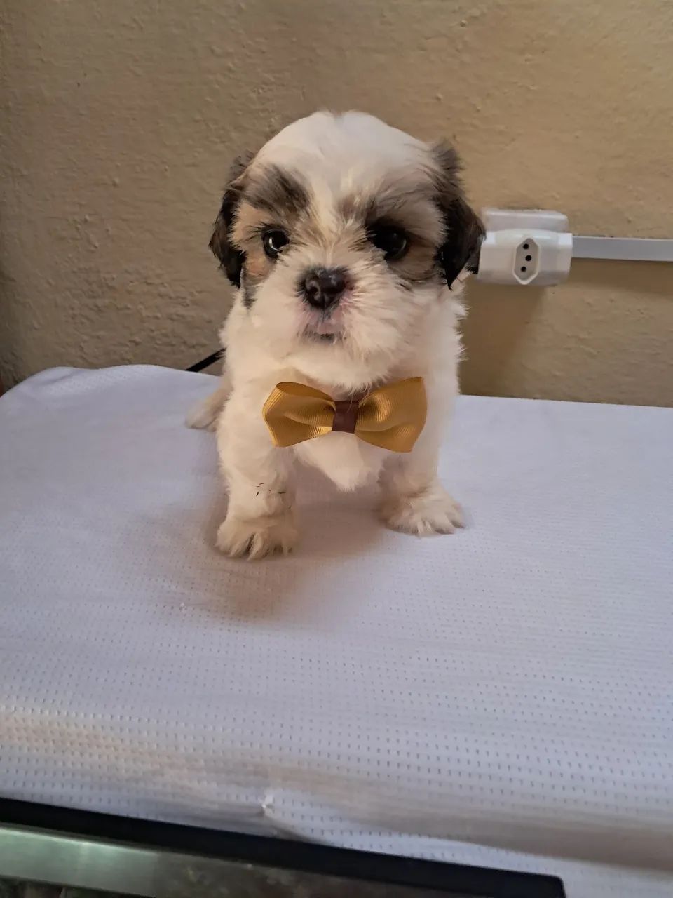 Vende-se  - Foto 2