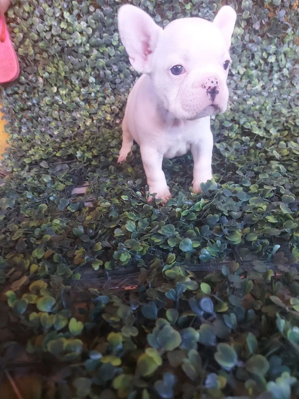 Buldogue francês micro - Foto 2