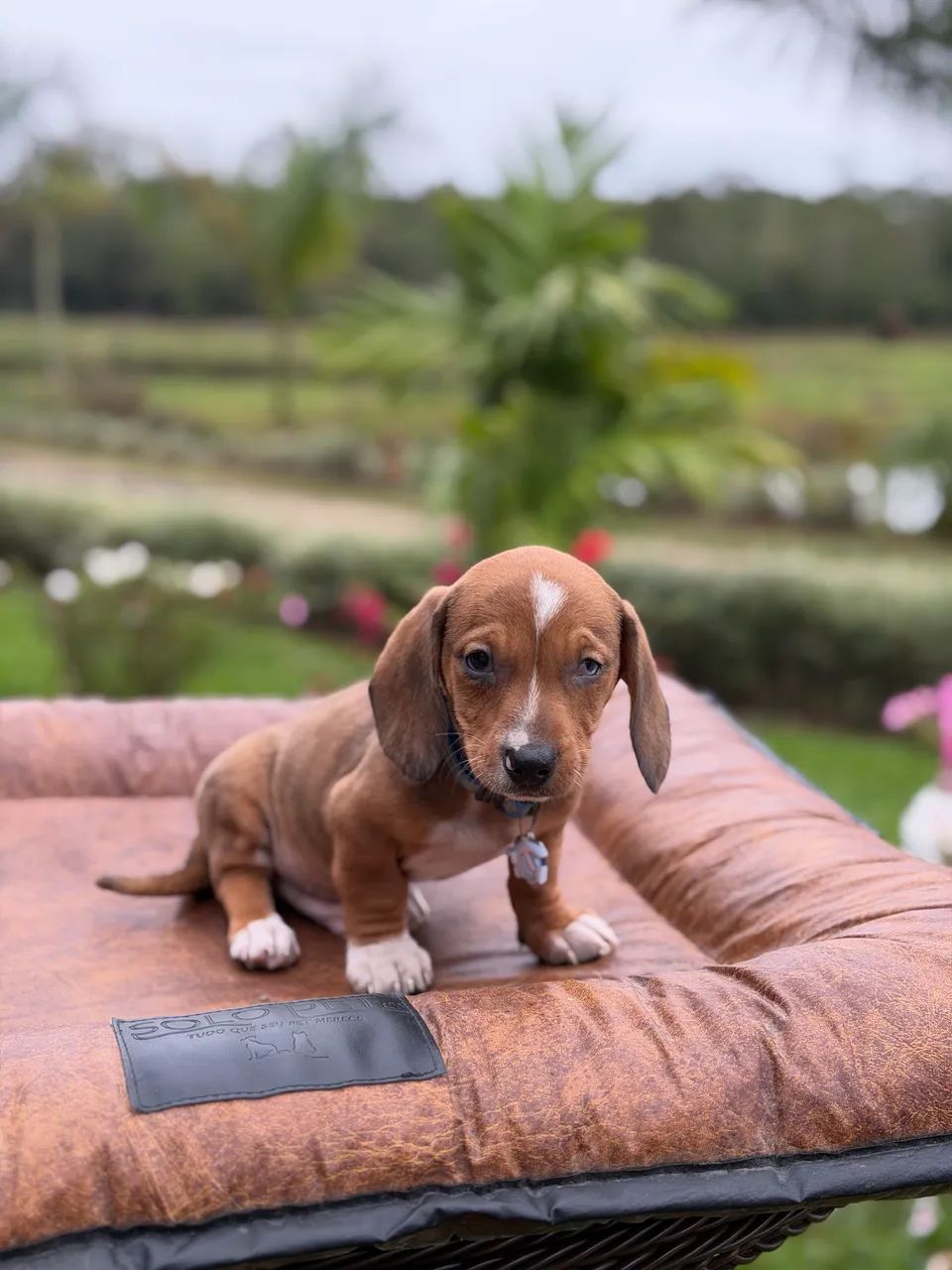 Daschshund  - Foto 4