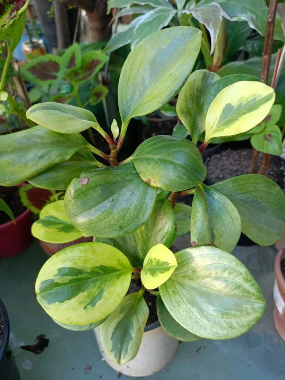 muda de plantas em geral - Foto 4