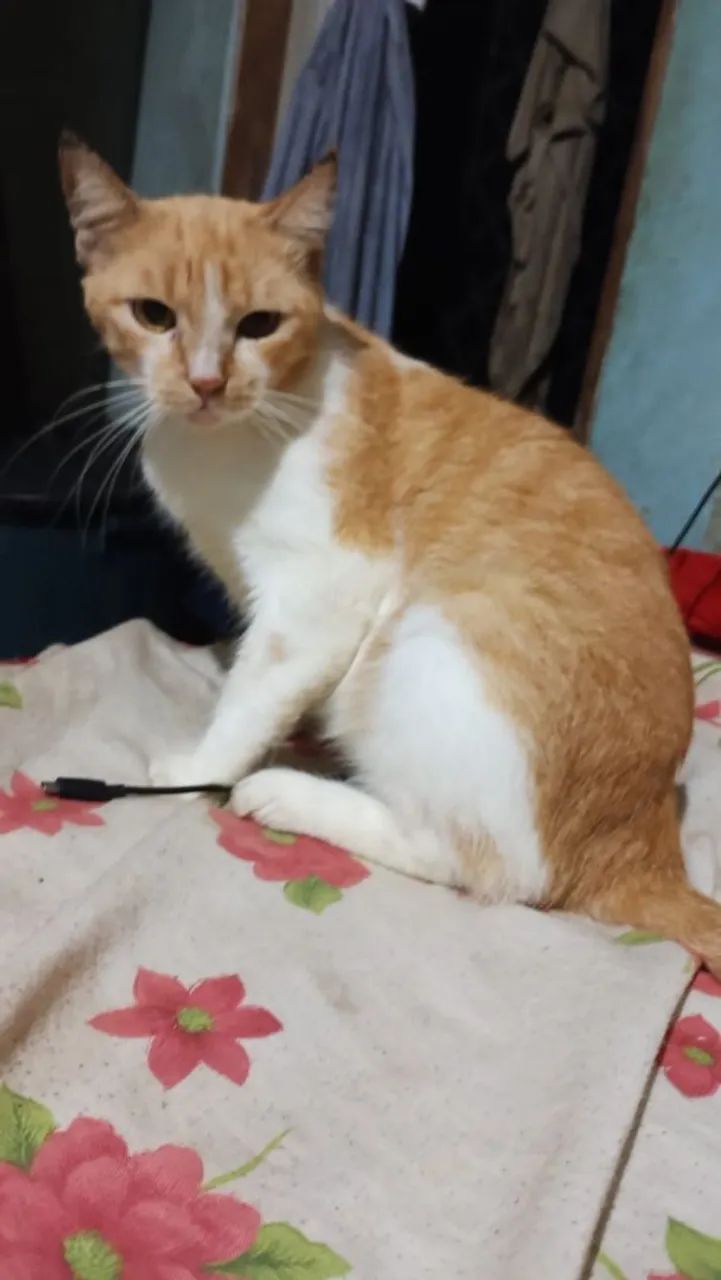 Gatinhas - Foto 2
