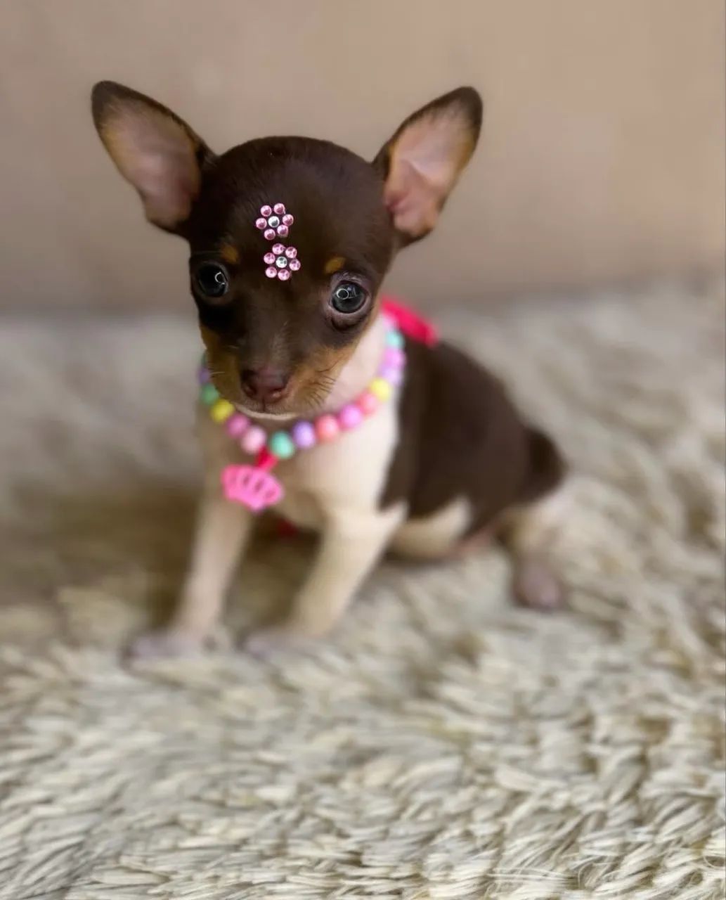 Pinscher com vacinas protocolo 78 dias 