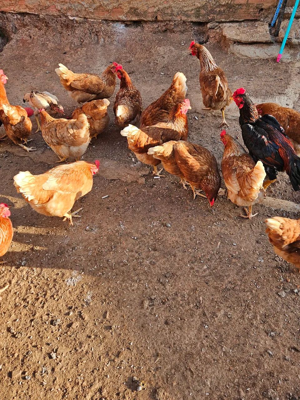 Vendo galinhas poedeiras  - Foto 3