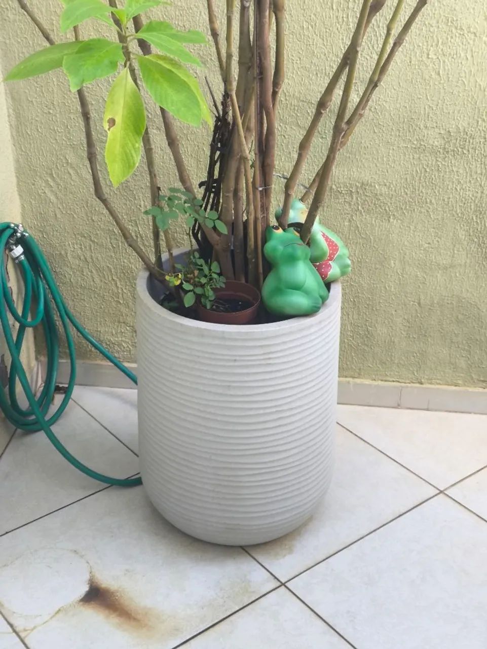 Planta de quintal  - Foto 2