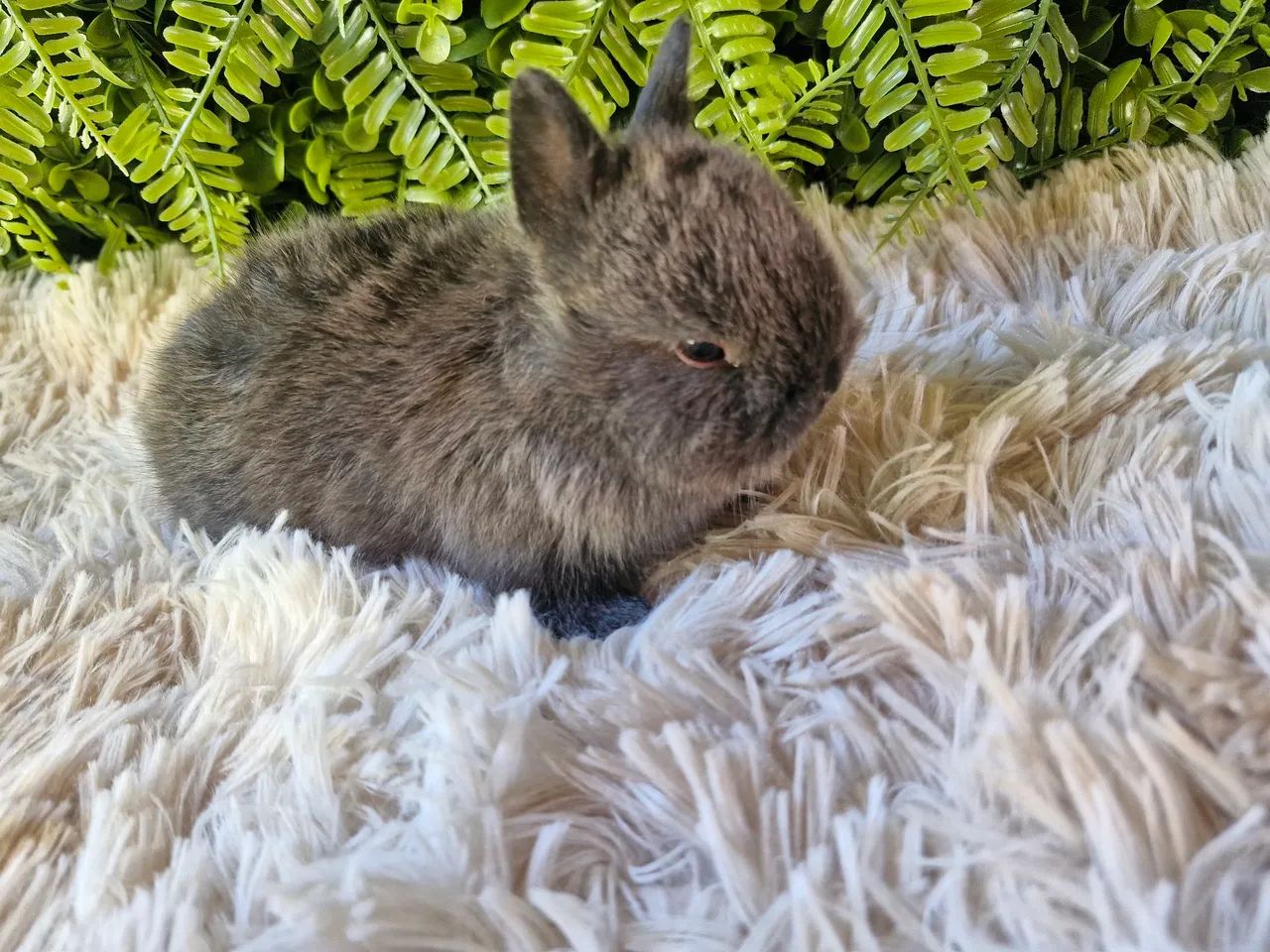 Mini coelhos  - Foto 4