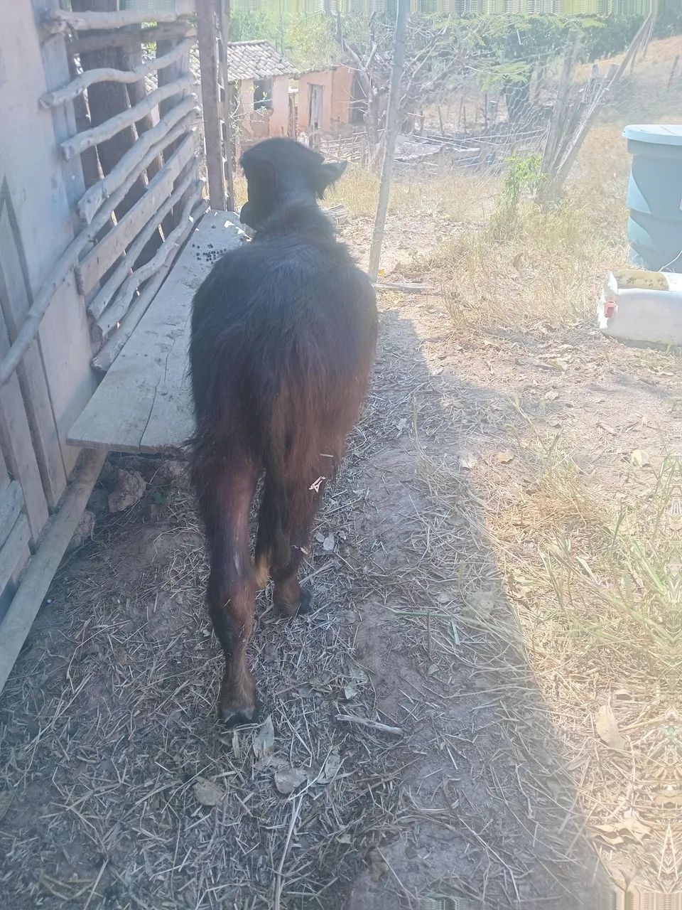 Vendo bezerro búfalo  - Foto 4